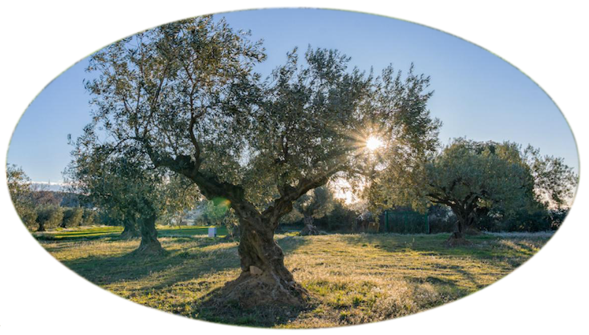 concimazione oliveto CON humus di lombrico
